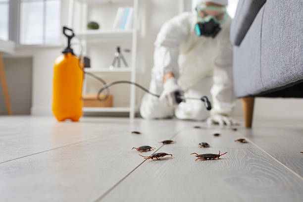 Commercial Rodent Management in Soquel